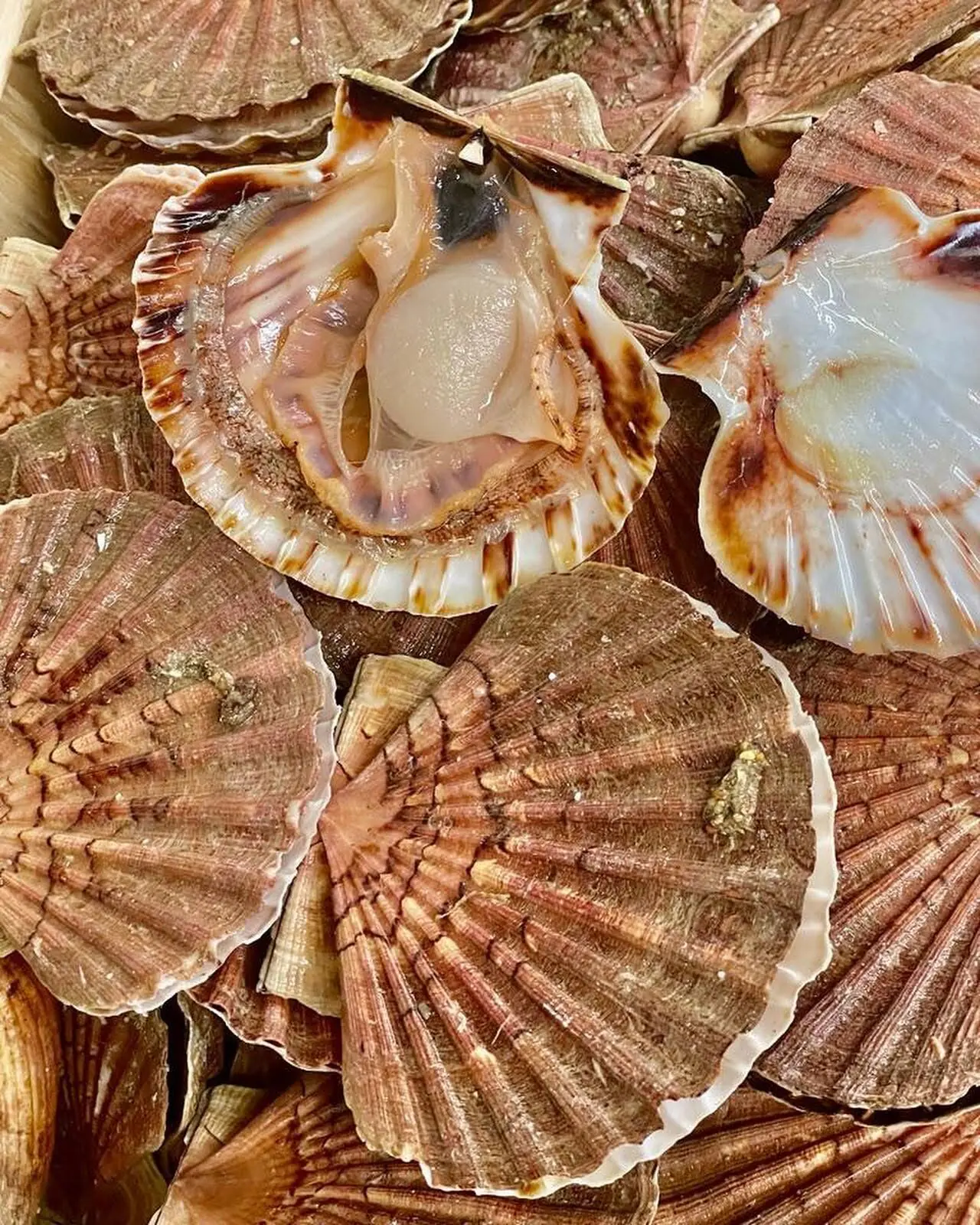 Coquilles Saint-Jacques crues dans leurs coquilles ouvertes.